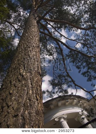 Çam ağacı Pergola yakın