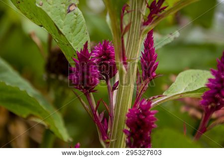 Bright Dark Pink Flower Celosis Blooming In The Garden On The Green Background. Early Autumn