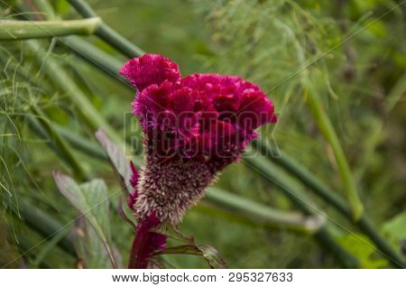 Bright Dark Pink Flower Celosis Blooming In The Garden On The Green Background. Early Autumn