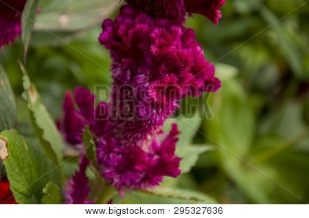 Bright Dark Pink Flower Celosis Blooming In The Garden On The Green Background. Early Autumn