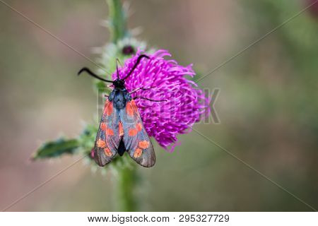Close-up Of A Butterfly, Rambling On A Thistle
