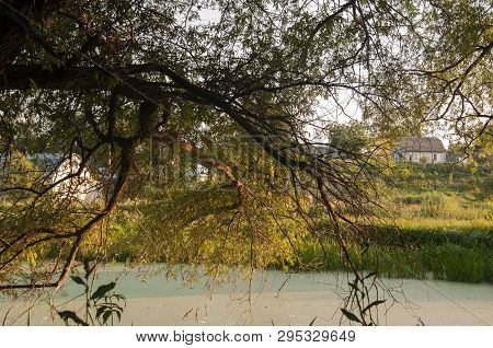 Small Lake In The Green Forest With A Lot Of  Duckweed And No Reflections Of  Trees In The Water.  S