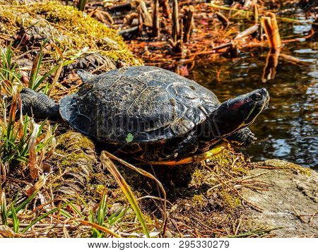 Lonely Turtle Goes To The Lake Background
