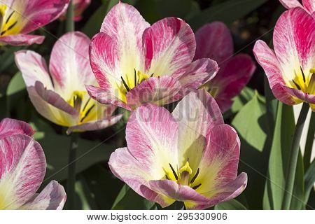 Tulipa Of The Fosteriana Hit Parade  Species On A Flowerbed.