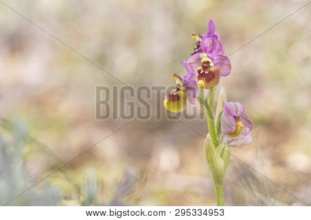 Orquídea Abejera Rosada (ophrys Tenthredinifera) En Saseta.