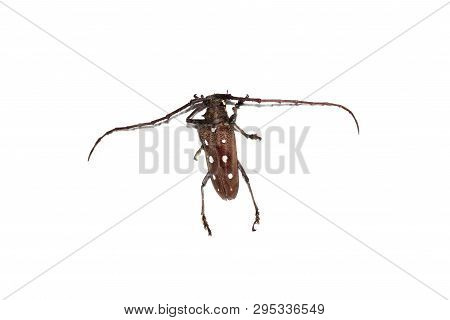 Big Brown Beetle, Isolate On A White Background, Batocera Rubus
