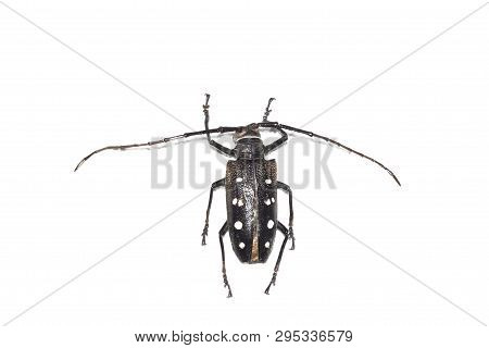 Big Brown Beetle, Isolate On A White Background, Batocera Laena