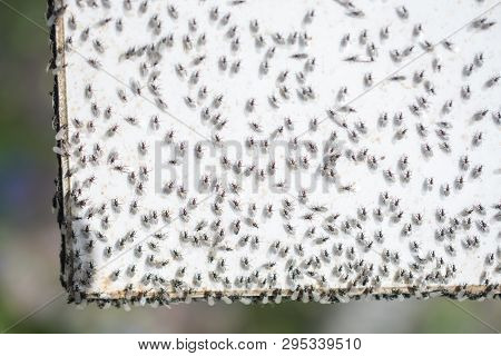 A Swarm Of Flying Ants Gather On A White Background