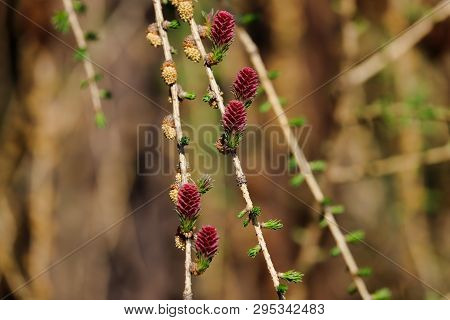 Purple Pre Stage To Fir Cones Or Spruce Cones (picea Abies), Early Spring. Macro Photography Of Natu