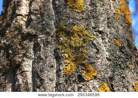 Lichen On Tree Branch. Lichen Grows On Rotten Wood