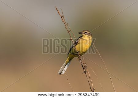 Yellow Wagtail Warble On A Tree Twig