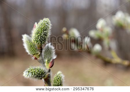 Blooming Willow Branch, Verba Flowers In Spring Forest. Palm Sunday Symbol, Easter Background