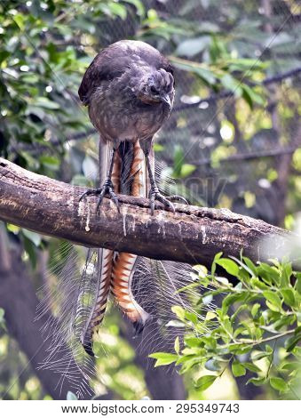 The Lyre Bird Has A Lovely Long Decorative Tail