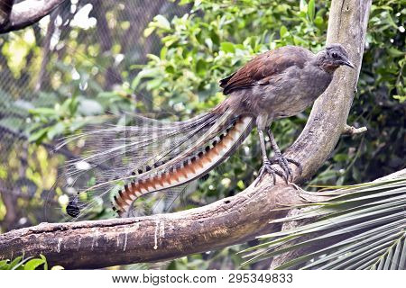 The Lyre Bird Has A Lovely Long Decorative Tail