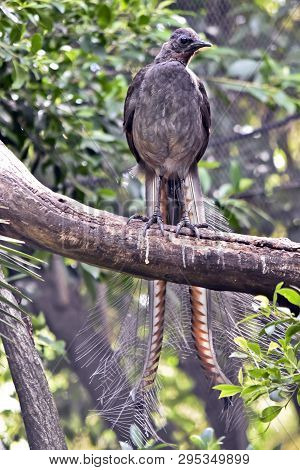 The Lyre Bird Has A Lovely Long Decorative Tail