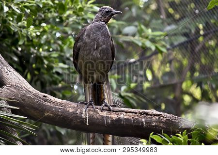 The Lyre Bird Has A Lovely Long Decorative Tail