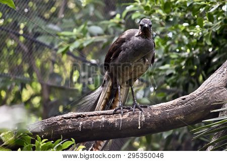 The Lyre Bird Has A Lovely Long Decorative Tail