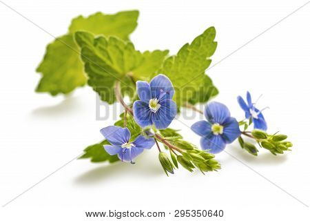 Veronica Persica Isolated On A White Background