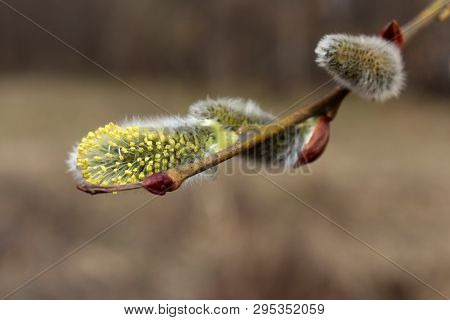 Pussy Willow Branch, Verba Flowers In Spring Forest. Palm Sunday Symbol, Easter Background
