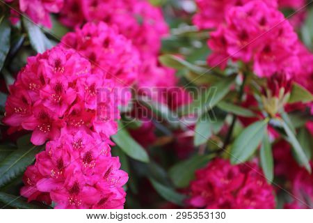 Pink Azalea Flower Close Up, Natural Background