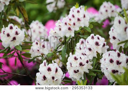 White Azalea Flower Close Up, Natural Background