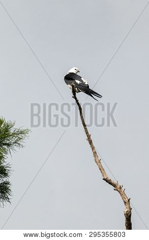 White And Grey Male Swallow-tailed Kite Elanoides Forficatus