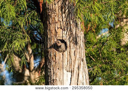 Northern Flicker Colaptes Auratus At The Entrance Of Its Nest In A Pine Tree In Naples, Florida