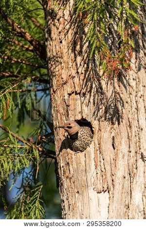Northern Flicker Colaptes Auratus At The Entrance Of Its Nest