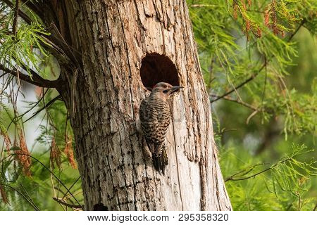 Northern Flicker Colaptes Auratus At The Entrance Of Its Nest