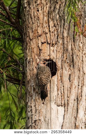 Northern Flicker Colaptes Auratus At The Entrance Of Its Nest
