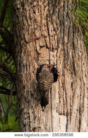 Northern Flicker Colaptes Auratus At The Entrance Of Its Nest