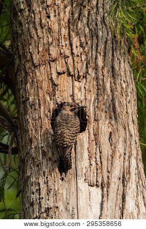Northern Flicker Colaptes Auratus At The Entrance Of Its Nest