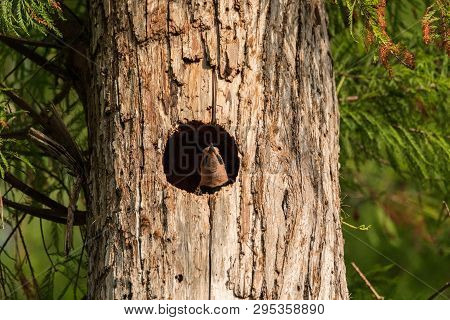 Northern Flicker Colaptes Auratus At The Entrance Of It’s Nest In A Pine Tree