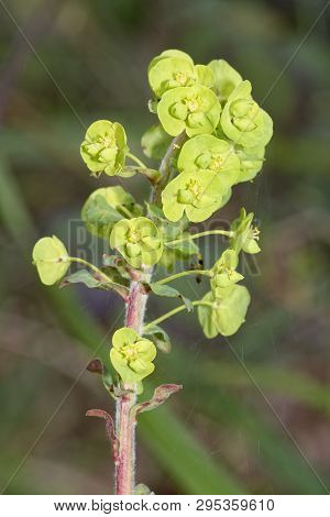 Wood Spurge - Euphorbia Amygdaloides
Single Flower With Spiders Web Against Diffused Brown Woodland 