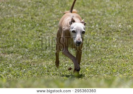 A Close Up View Of A Italian Greyhound Running Across The Garden