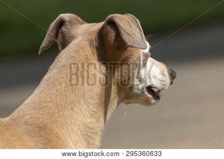 A Close Up View Of The Side Of An Small Dogs Head That Is Looking Into The Distance On The Garden