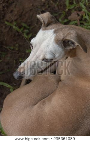 A Close Up View Of A Italian Greyhound Sitting In The Garden