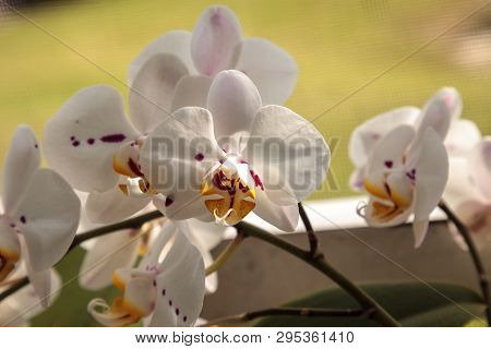 Cluster Of White Phalaenopsis Schilleriana Orchid