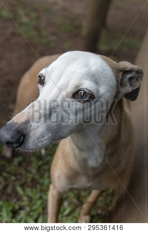 A Close Up View Of A Italian Greyhound Looking Across The Garden
