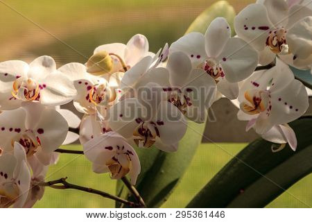 Cluster Of White Phalaenopsis Schilleriana Orchid