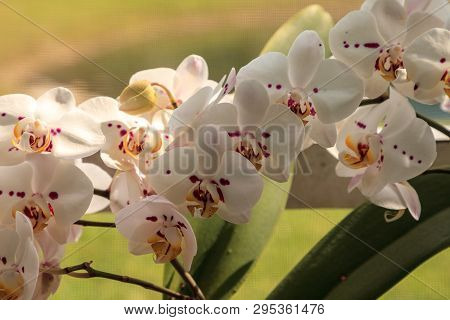 Cluster Of White Phalaenopsis Schilleriana Orchid
