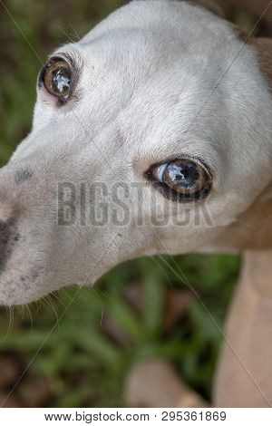 A Close Up View  Of An Small Dogs Looking Up That Is Looking Up At You While Sitting In The Garden