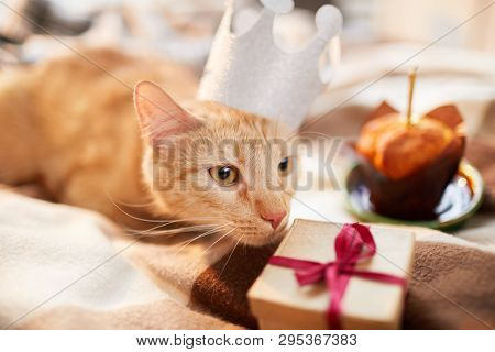 Portrait Of Beautiful Ginger Cat Wearing Crown Sniffing At Birthday Present, Copy Space