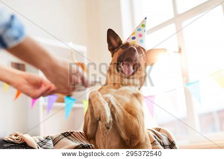 Closeup Portrait Of Unrecognizable Woman Giving Birthday Cake To Dog, Copy Space