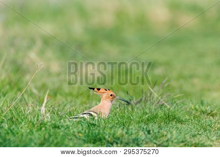 Hoopoe, Common Hoopoe (upupa Epops) Eurasian Hoopoe