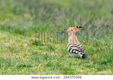 Hoopoe, Common Hoopoe (upupa Epops) Eurasian Hoopoe