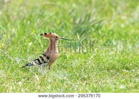 Hoopoe, Common Hoopoe (upupa Epops) Eurasian Hoopoe