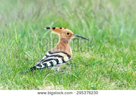 Hoopoe, Common Hoopoe (upupa Epops) Eurasian Hoopoe