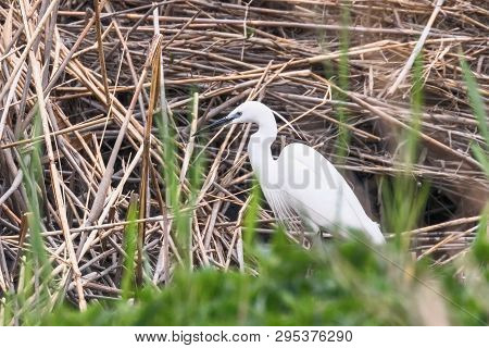 Little Egret Hunting (egretta Garzetta) White Little Egret