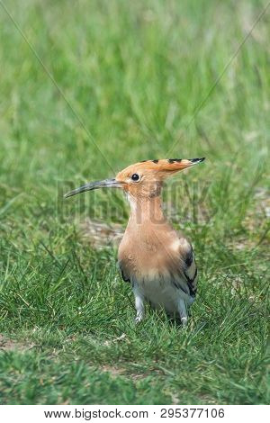 Hoopoe, Common Hoopoe (upupa Epops) Eurasian Hoopoe
